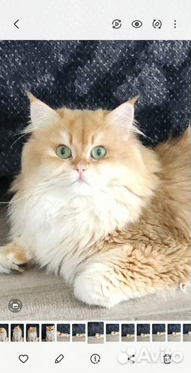 Британский кот вязка
