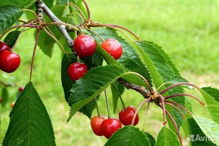 Саженцы вишни
