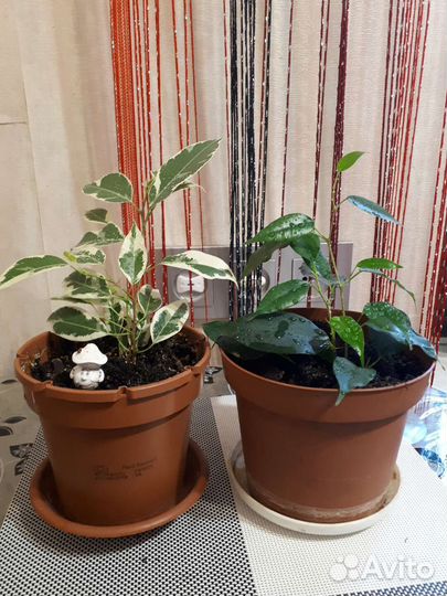 Фикус бенджамина