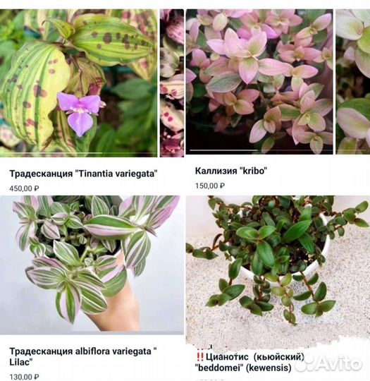 Традесканции сортовые