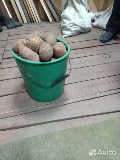 Продам картофель домашний