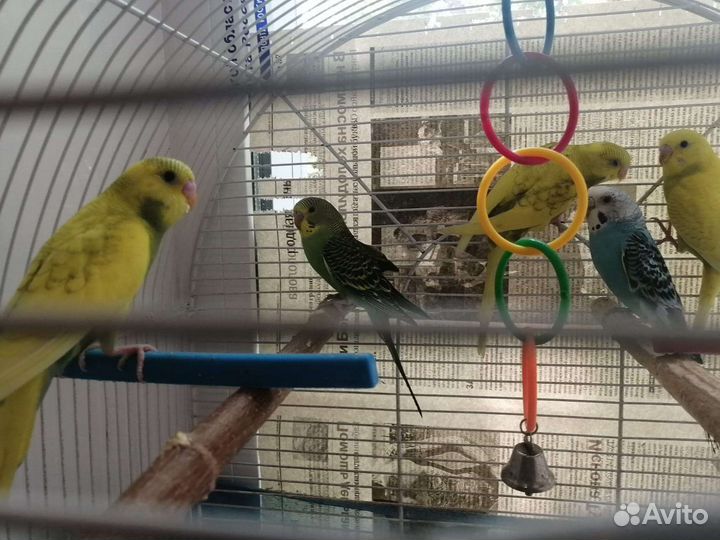 Волнистые попугайчики