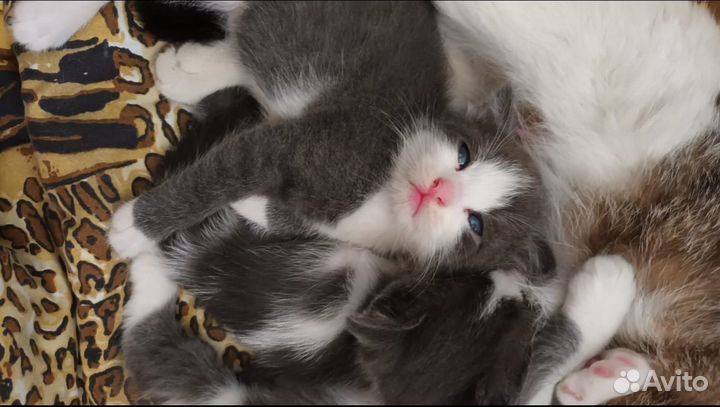 Котята