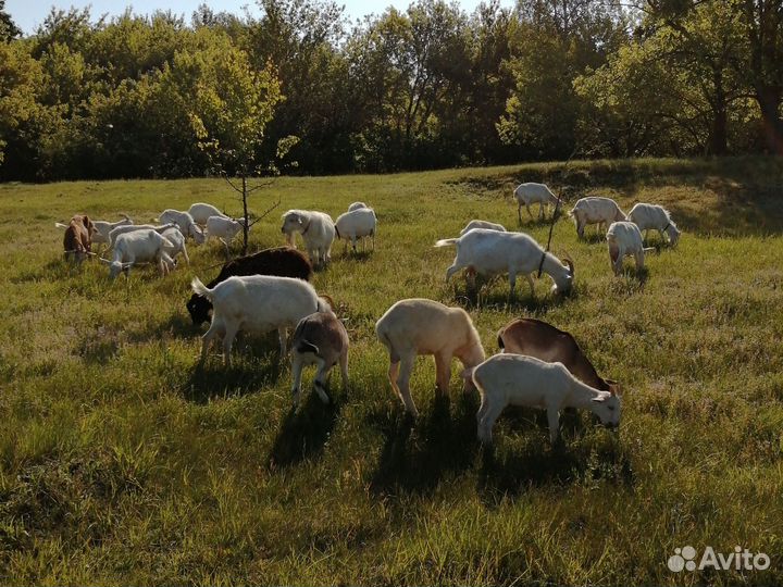 Козы, козлята