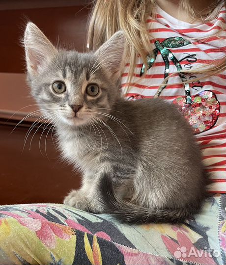 Котенок в добрые руки