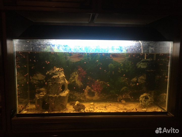 Аквариум с рыбками и улитками