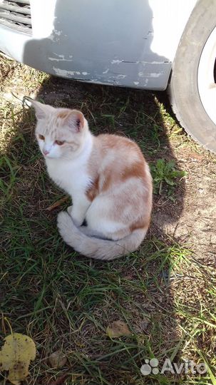 В добрые руки