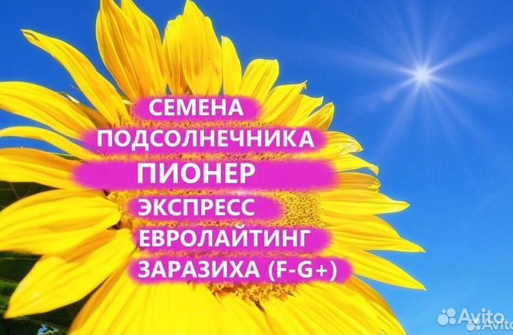 Семена подсолнечника Пионер, Казань