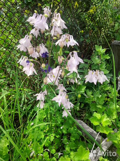 Аквилегия разноцветная