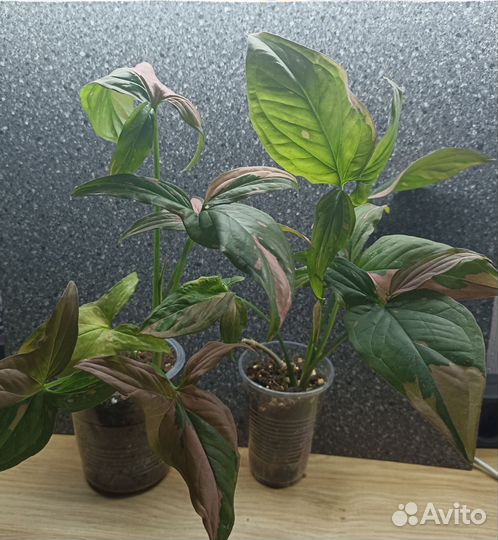 Сингониум ред спот