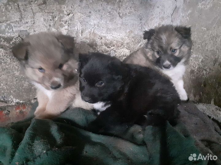 Щенки метисы