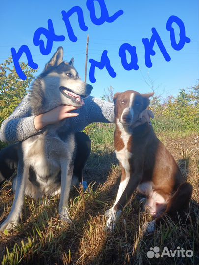 Продам щенят породы Хаска остались две девочки
