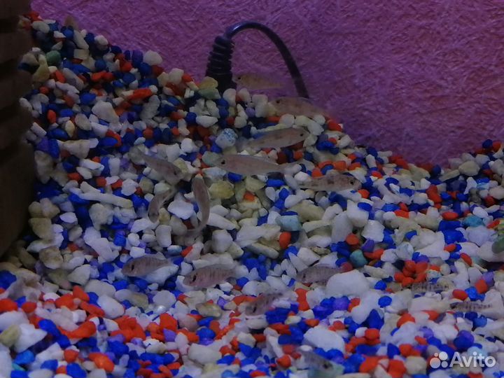 Аквариумные рыбки Дельфины