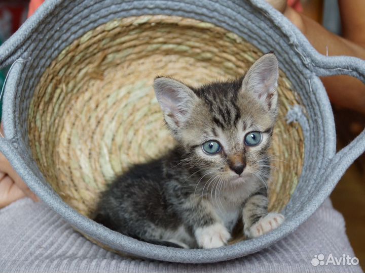 Котёнок мальчик