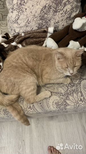 Коты и кошки