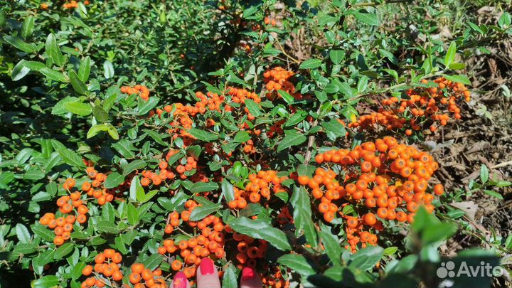 Пираканта семена