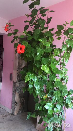 Китайский розан, высота 2 метра