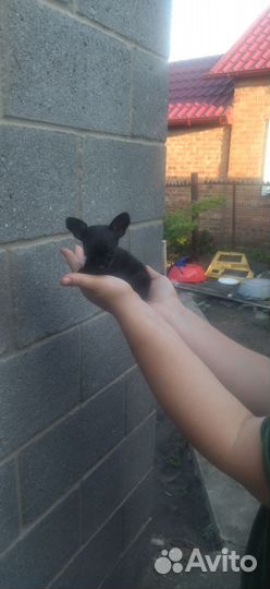 Щенки тойтерьер мини