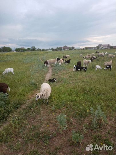 Баранчики от дорпера