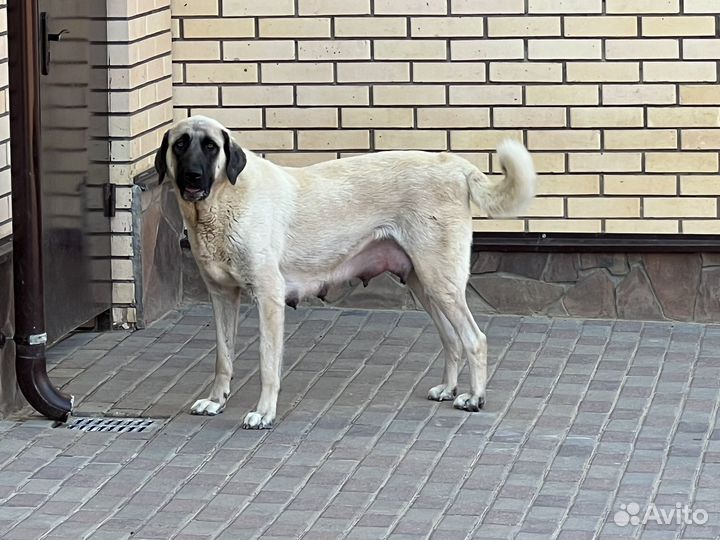 Щенки турецкого кангала