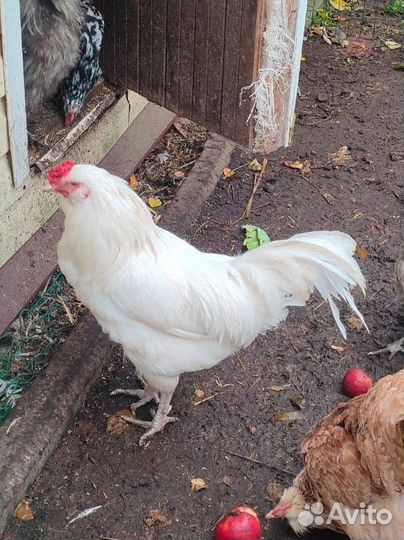 Петух Амераукан