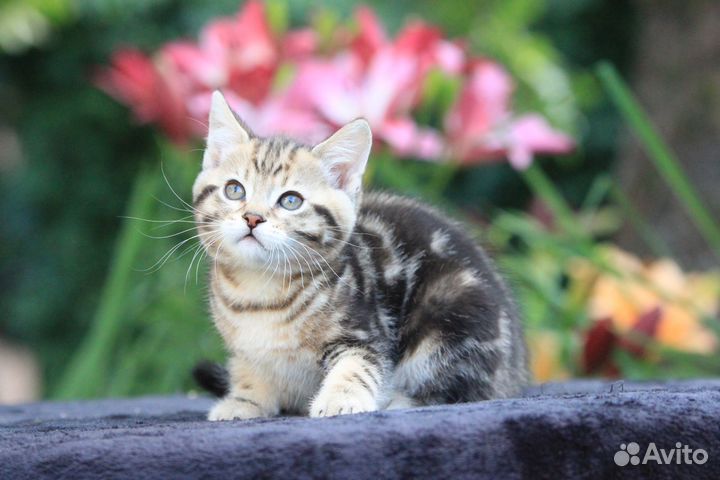 Манчкин лонг в добрые руки