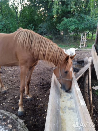 Кобыла,телка,корова