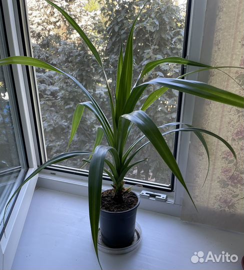 Комнатные цветы