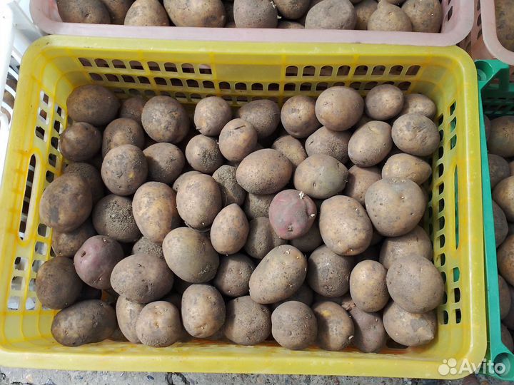 Семенной картофель