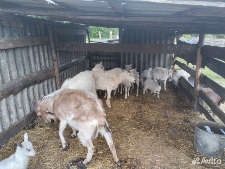 Козы козел и козлята