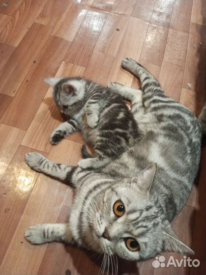 Продам котят британских