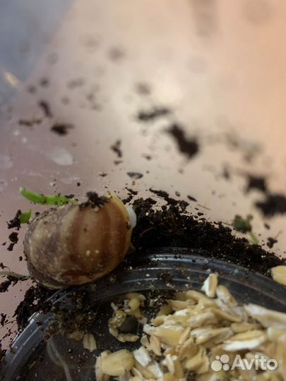 Улитки архахатины