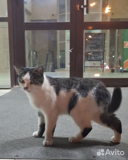 Отдам кошку в добрые руки