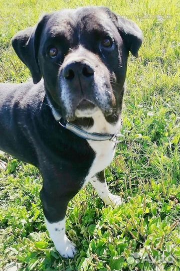 Помогите не остаться в приюте красавцу Корсу