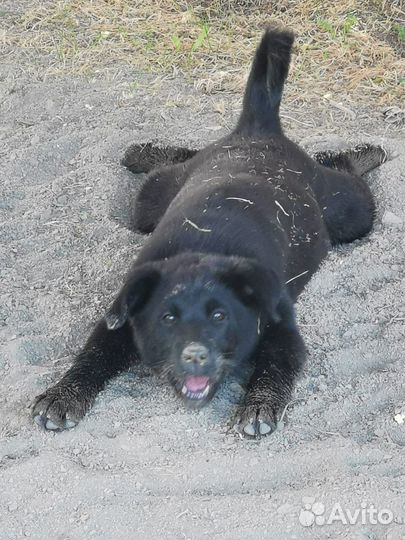 Отдам в добрые руки щенков