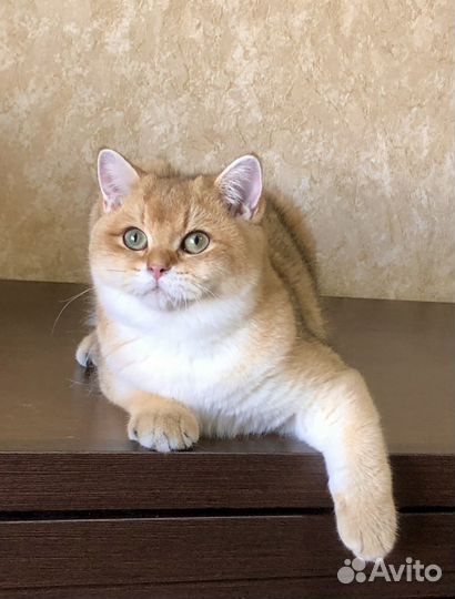 Котик золотая шиншилла