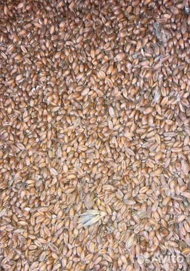 Рожь озимая, Фуражная пшеница на корм/посев