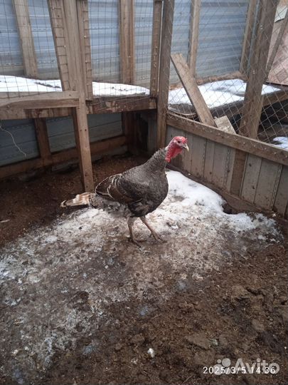 Индюк бронза