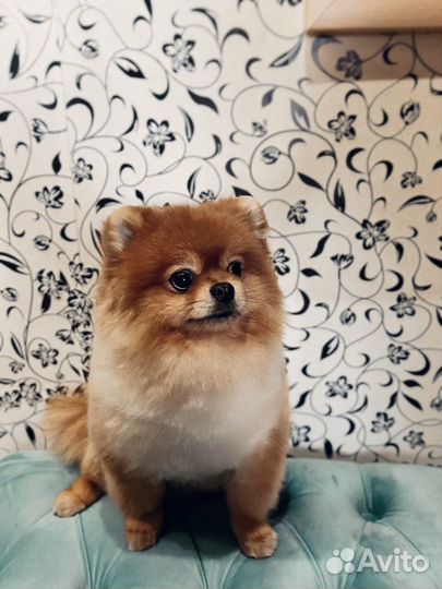 Шпиц вязка кобель