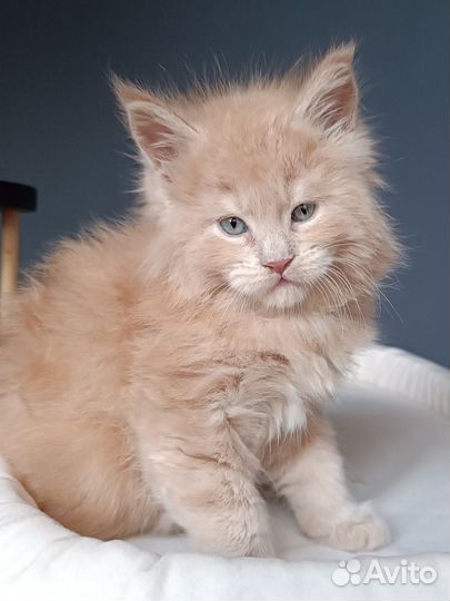 Мейн-кун кремовый дым