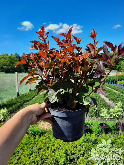 Пузыреплодник калинолистный Лютеус, Диабло Дор