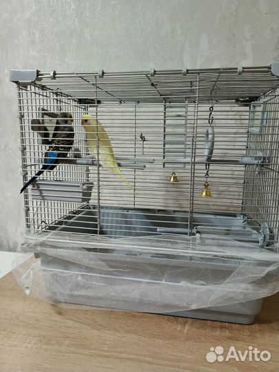 Птенцы волнистый попугай