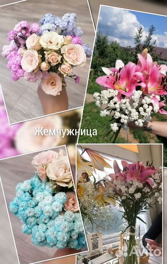 Жемчужница гипсофила тысячелистник птармика