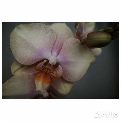 Цветущая орхидея фаленопсис Golden river