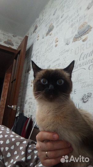 Сиамская кошка