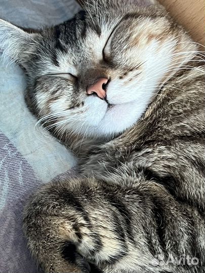 Кошка