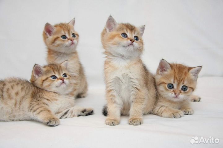 Шотландские котята