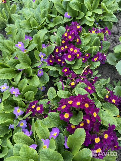 Цветы для сада