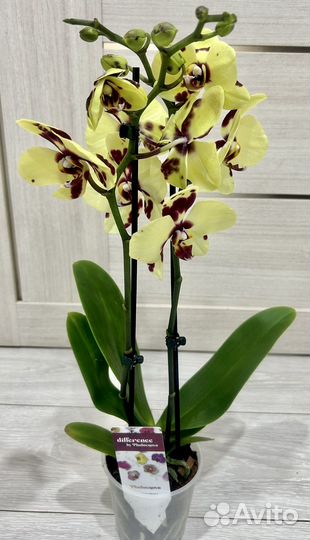 Орхидея фаленопсис