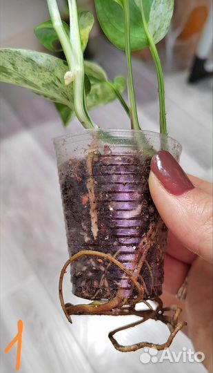 Сциндапсус эпипремнум